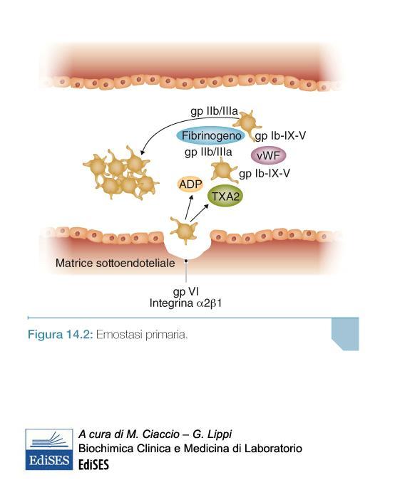 Fase III rilascio dalle piastrine dei granuli contenenti: ADP, serotonina, TXA2 (trombossano A2) Fase