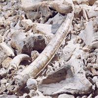 resti fossili, schegge