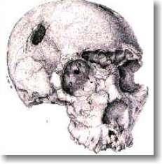 Da 400-300 mila a 100 mila anni fa Lo scheletro umano risale a circa 250 mila anni fa.