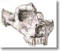 Si tratta dell'unico scheletro intero risalente ad una fase dell'evoluzione umana per la quale non ci sono altri reperti di questo genere.