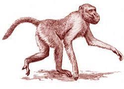 60 milioni di anni fa Tra 34 e 31 milioni di anni fa Troviamo mammiferi che assomigliano a scoiattoli Troviamo l Aegyptopithecus (scimmia dell Egitto) ascendente del