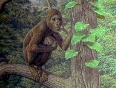 Aegyptopithecus Tra 23 e 14 milioni di anni fa Sembra che il capostipite e delle scimmie e dell uomo sia il Proconsul, una driopitecina (scimmia della boscaglia) una
