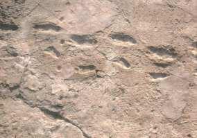 1. 3,7 milioni di anni fa IMPRONTE DI LAETOLI Impronte di Laetoli, scoperte a sud del parco di Serengeti, in Tanzania, nell