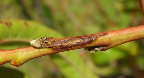 colonizzando le giovani foglie Condizioni per nuove infezioni su foglie: umidità relativa