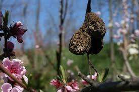 fioritura prolungata, interventi aggiuntivi seguendo le indicazioni locali. Dosaggio: 1.