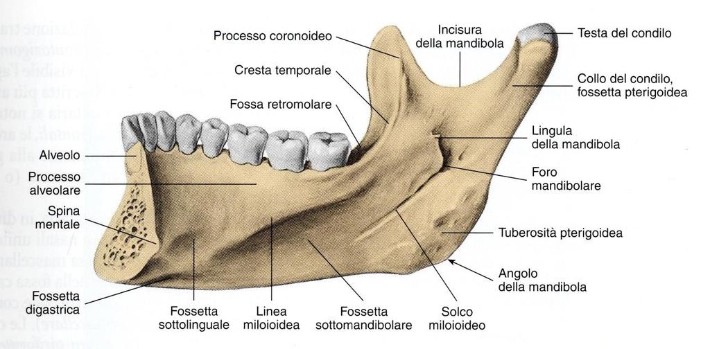 nervo masseterini