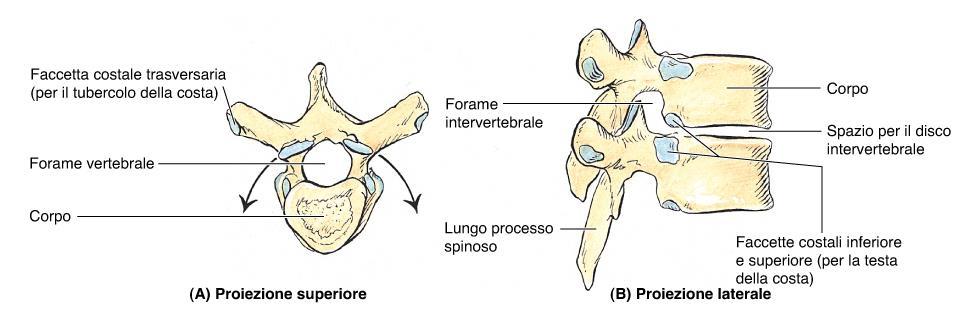 NB: faccette articolari per