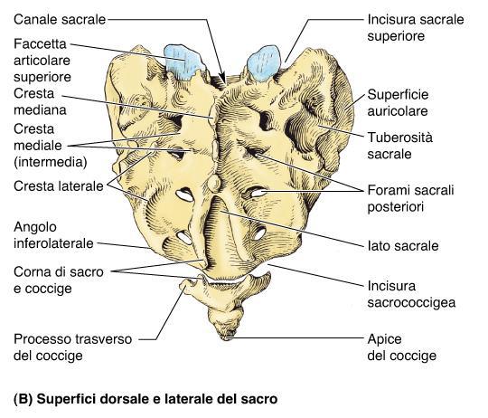 (docce sacrali) (processi spinosi)