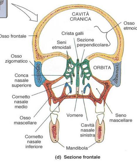 Rappresentazione schematica dell ETMOIDE Incisura etmoidale Cellule Lamina orbitaria Masse laterali o labirinti etmoidali Tra cavità orbitarie e nasali
