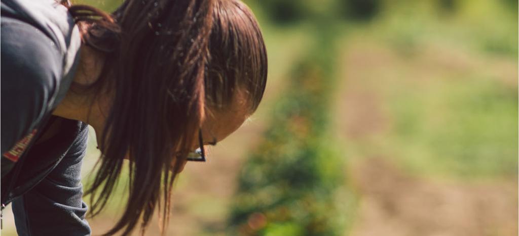 della coltivazione di erbe e piante officinali, raccolte