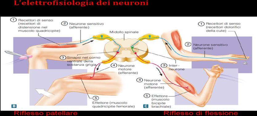 SNC Le vie ascendenti sensitive e le vie discendenti motorie (collegamenti tra encefalo e midollo spinale) Via discendente si distingue in: Via piramidale che origina dalla corteccia cerebrale e