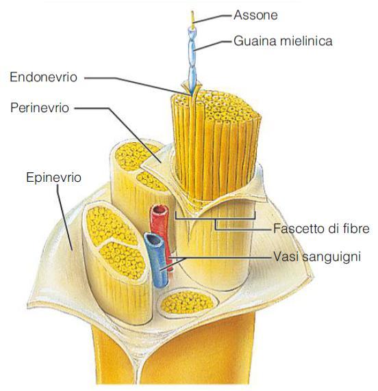 Struttura di un nervo: è avvolto da strati di rivestimento protettivo di tessuto connettivo. I singoli assoni sono circondati dall endonevrio.
