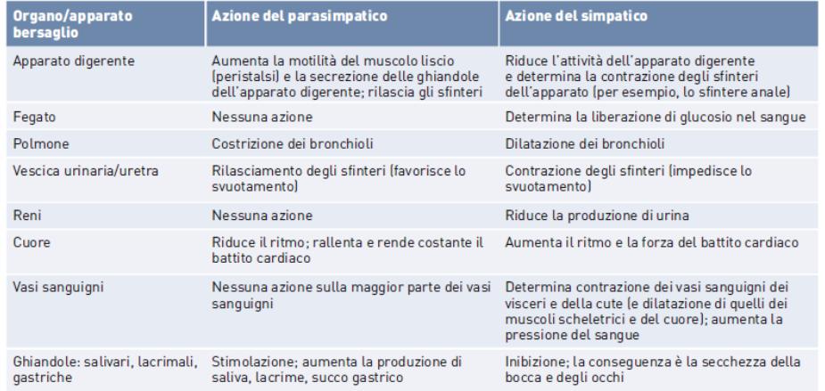 Azioni specifiche delle sezioni del simpatico e del parasimpatico: SNA: sistema enterico È detto anche