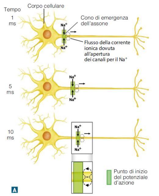 cariche (l interno diventa