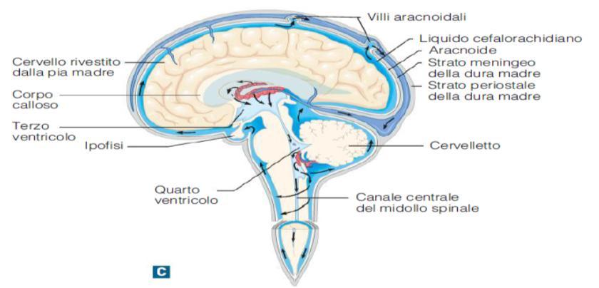 Il liquor circola nello spazio subaracnoideo, intorno al cervello e al midollo spinale in cavità chiamate ventricoli (sono quattro ventricoli in comunicazione tra loro).