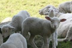 Carne di agnello Trasformazione e distribuzione (quota di label nel calcolo: 39%) in CHF/kg PM a caldo Apr 16 Mar 17 Apr 17 Prezzo di costo 11.32 11.69 12.21 +7.8 +4.4 Entrate nette 20.36 22.47 22.