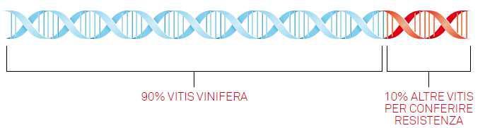 LE VARIETA RESISTENTI Daniele Cecon Vivai