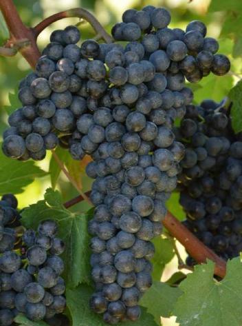 156-680 Pinot nero x 99-1-48 Vigore: elevato Produttività: media Germogliamento: mediamente precoce Maturazione: medio Ottima la resistenza alla peronospora e all oidio Qualche acino con botrite