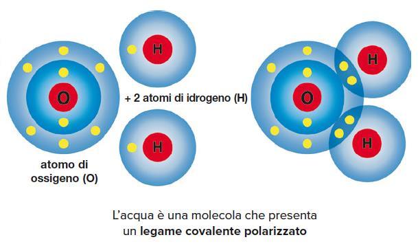 legame covalente polarizzato si forma tra atomi