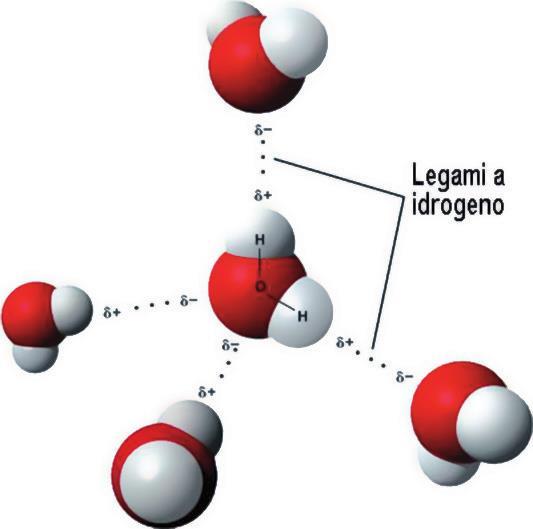 Legami chimici Legame a idrogeno si realizza tutte le volte che l estremità negativa di una molecola interagisce con atomi di idrogeno appartenenti ad un altra