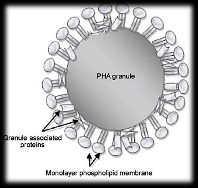 La scelta del metodo di estrazione dipende da: Ceppo batterico usato Tipo e quantità di PHA generato dalla cellula Livello di purezza da ottenere Eventuale disponibilità dei