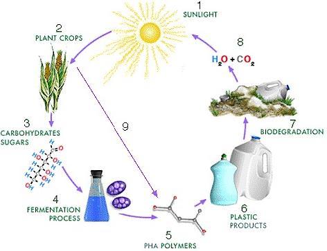 La green chemistry ha individuato nei biopolimeri o plastiche biodegradabili, prodotti da fonti rinnovabili, la soluzione al