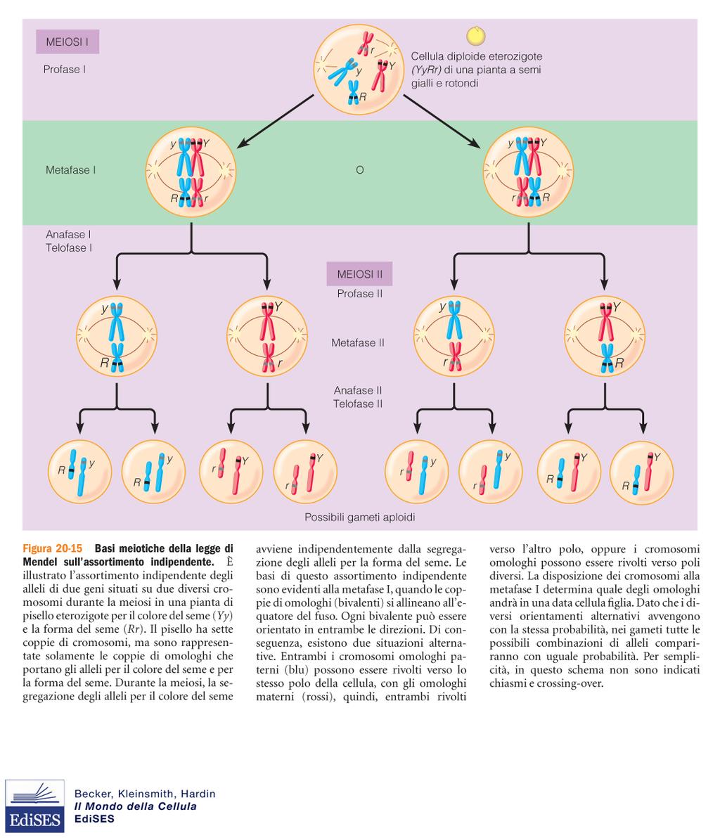 SECONDA LEGGE DI MENDEL O DELL ASSORTIMENTO INDIPENDENTE DEI CARATTERI Alleli appartenenti a coppie diverse di geni sono ereditati