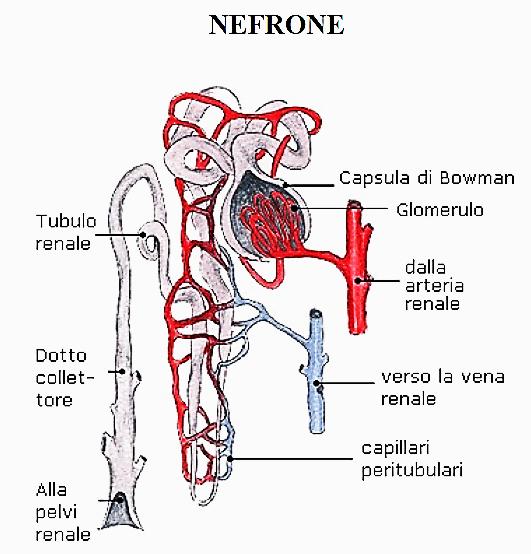 tubulo renale e del dotto collettore; ne consegue un incremento della