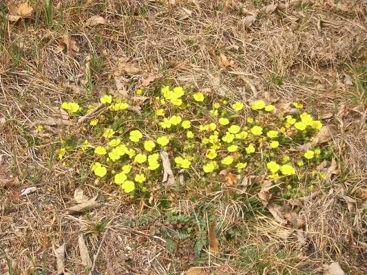 Potentilla