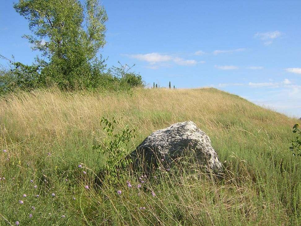 Sono ambienti caratterizzati da notevole ricchezza biologica con importanti significati