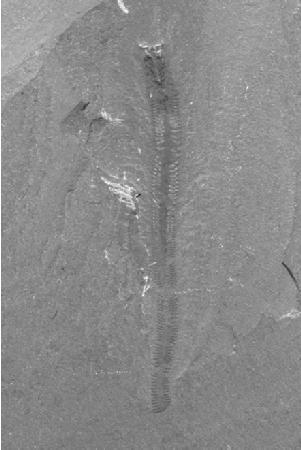 La conservazione di simili organismi richiede evidentemente