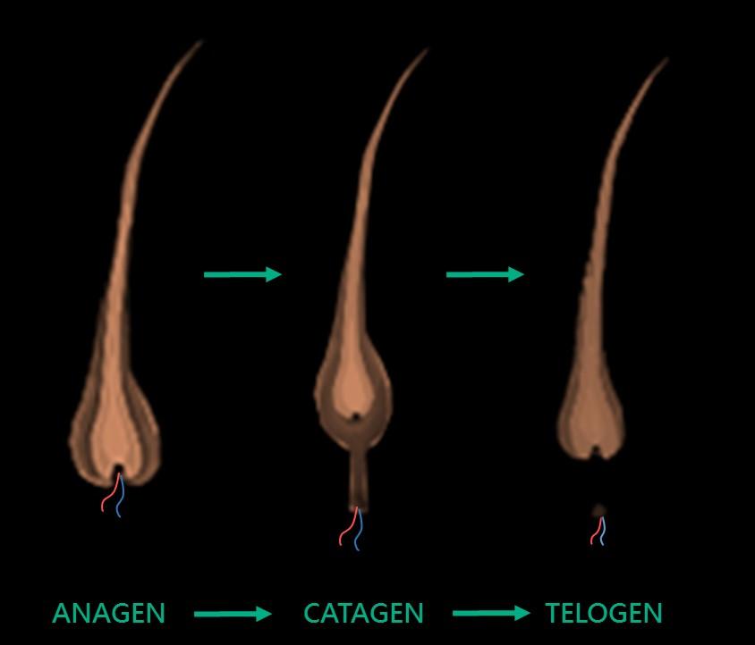 Il Pelo. Il PELO è composto da : 1.FUSTO: parte visibile del pelo; 2.RADICE: parte interna al follicolo, immersa nella cute; 3.