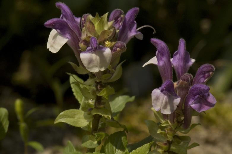 Alpine Flowers / scutellaria alpina Estratto ricco di Oli naturali lenitivi e calmanti, che preserva l equilibrio e l integrità del cuoio