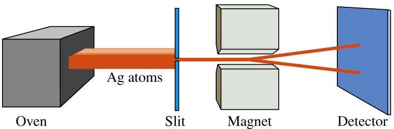 Lo Spin Elettronico a) Stern e Gerlach, 1920 Fascio di Atomi di Ag, Z = 47 Sorgente Collimatore Magnete Rivelatore Gli atomi di argento (Ag) posseggono un solo elettrone nel livello più esterno,