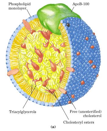 LIPOPROTEINE idrofobico LDL Più idrofobico Gli esteri del