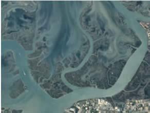 Si trovano principalmente nella Laguna Sud tra Marghera e Chioggia, e il mancato apporto dei sedimenti dovuto alla deviazione dei fiumi ha causato un graduale abbassamento delle barene, aggravato