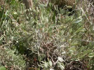 Barena alta: è dominata dal Puccinellieto, un associazione caratterizzata dalla presenza della Puccinellia, una pianta perenne e cespugliosa che una volta veniva sfalciata per essere utilizzata come