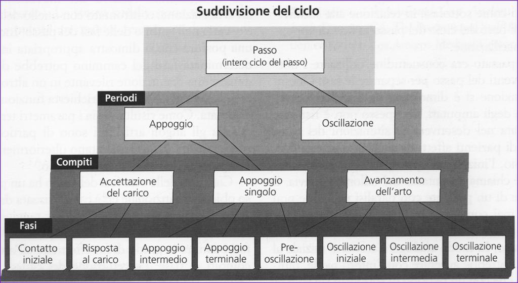 L intero ciclo del passo è scomposto in varie sottofunzioni di base.