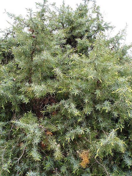Ginepro (Iuniperus communis) (Famiglia: Cupressacee) Arbusto o piccolo albero sempreverde alto fino a 5 metri, con chioma parzialmente aperta e con portamento variabile dal prostrato all' arboreo; il