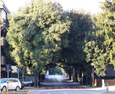 Leccio (Quercus ilex) Albero alto 15 25 m e con diametro del fusto di 1 m. Può essere anche arbusto e vivere sino a 1000 anni.