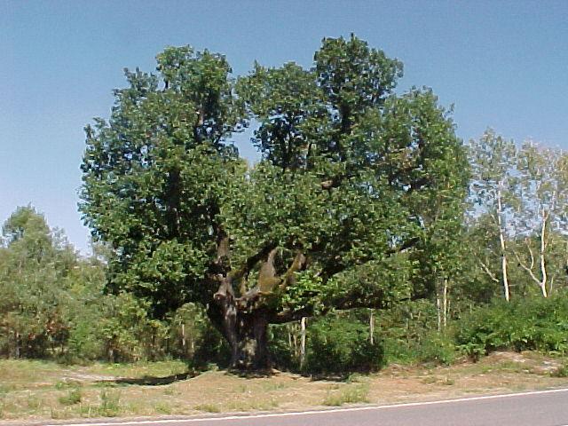 Roverella (Quercus pubescens) Albero che può raggiungere 20 25 m di altezza ed un diametro di 2 m. Vive molto, ma meno della Farnia e della Rovere.
