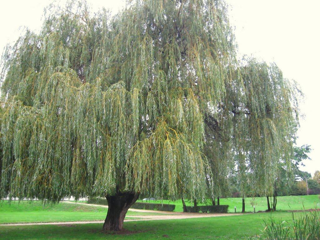 Salice (Salix alba) Al genere Salix appartengono circa duecento specie di alberi e arbusti, spesso difficilmente riconoscibili l'una dall'altra, vista anche la facilità con cui si ibridano tra loro.