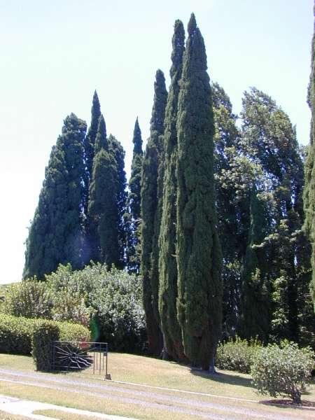 Cipresso (Cupressus Sempervirens) E un albero alto 15-20 m, anche 50 nei Paesi d origine. Ha un diametro di 50 cm, ed è molto longevo (puòvivere sino a 2000 anni).