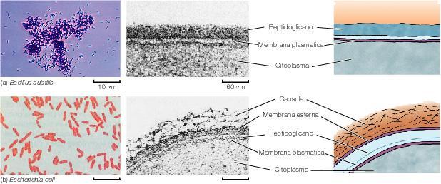 Inclusion bodies: se li conosci li eviti La formazione di corpi di inclusione può essere ridotta: 1) crescendo a bassa temperatura (ad es.