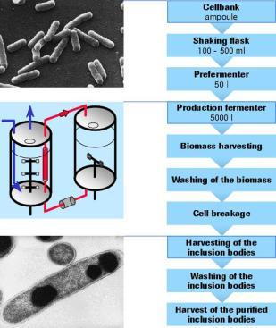 Rese di produzione Per cellula Per litro a 10 9 cells/ml Peso umido 9.5x10-13 g 0.95 g Peso secco 2.8x10-13 g 0.28 g Proteine totali 1.55x10-13 g 0.