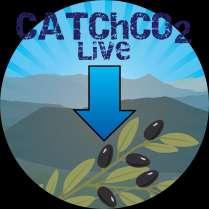 CATCHCO 2 -LIVE OLIVE