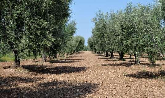 condizioni climatiche ma anche al tipo di gestione agronomica