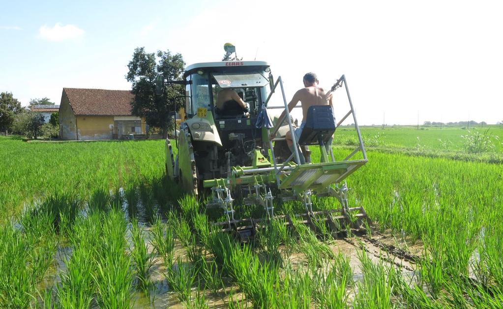 Risultati Tempi operativi sarchiatura Dott. Dinuccio, Dott.