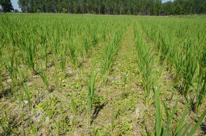 Dati Rilevati Campi Sperimentali raccolta trebbiatrice aziendale (TUTTI) trebbiatrice parcellare (5 aziende) NON effettuata in 5 casi dati produttivi risone t/ha pannocchie/m 2 cariossidi/pannocchia