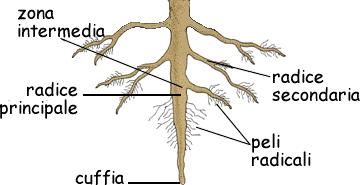 La radice La zona intermedia è responsabile della crescita della radice